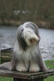 BEARDED COLLIE 407